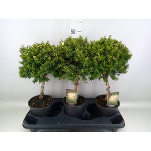 Myrtus communis