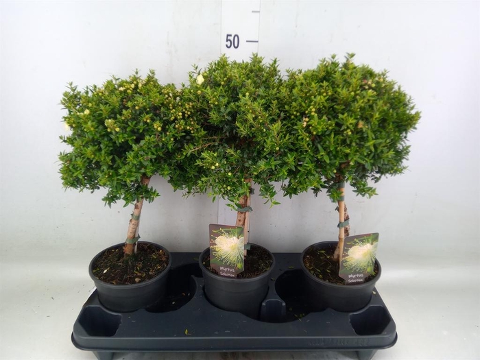 <h4>Myrtus communis</h4>