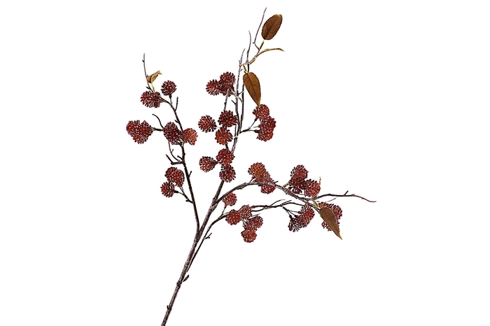 <h4>Sedum Spray Burgundy</h4>