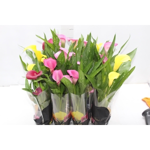 CALLA MINI P09