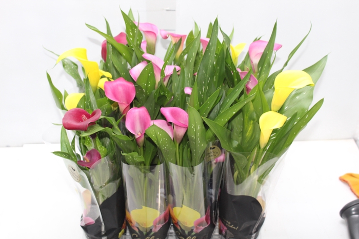 CALLA MINI P09