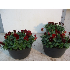 VIO CO EM RED BLOTCH