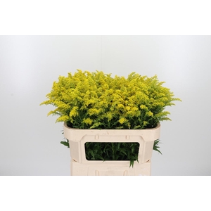 Solidago Tara