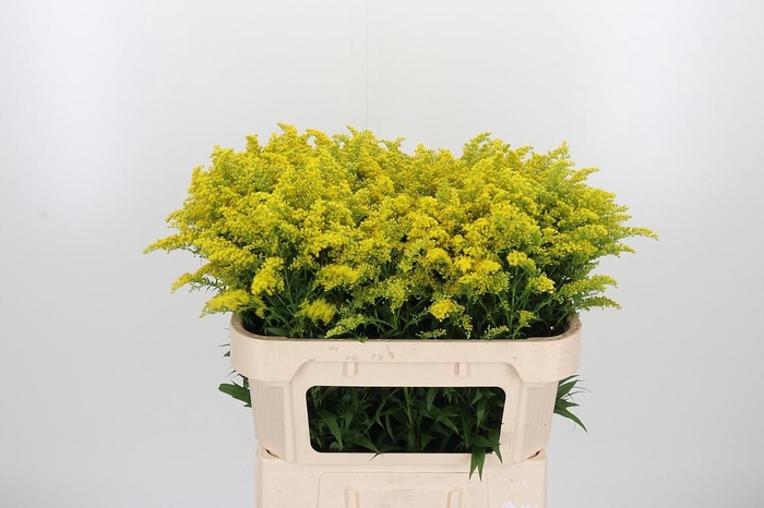 <h4>Solidago Tara</h4>