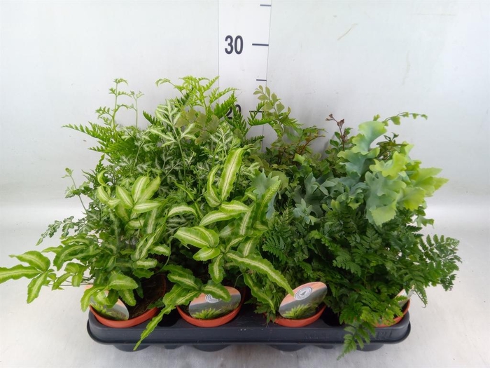 <h4>Ferns   ...mix</h4>