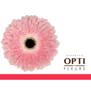 Gerbera Graceland Doos