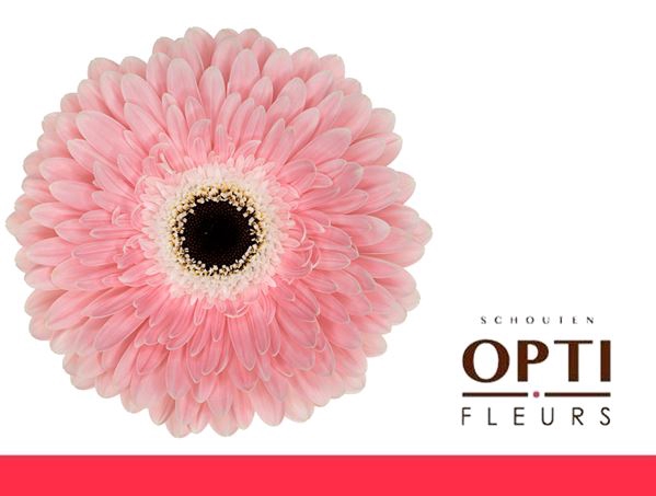 <h4>Gerbera Graceland Doos</h4>