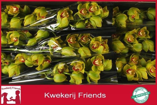 <h4>CYMB T APPLE JACK</h4>