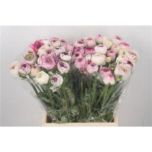 Ran El. White Stripes Ex