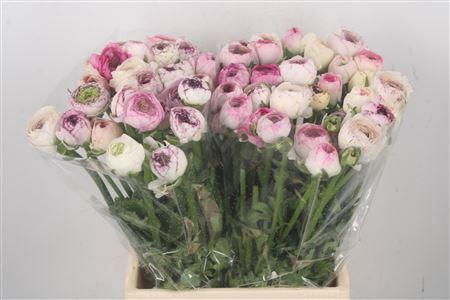 <h4>Ran El. White Stripes Ex</h4>