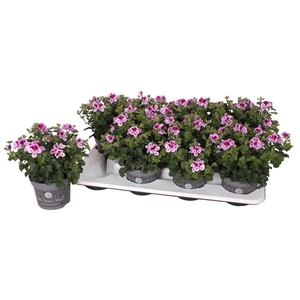 Pelargonium Pelargonium Grandifloru