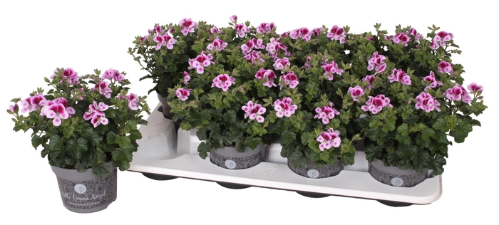 <h4>Pelargonium Pelargonium Grandifloru</h4>