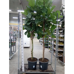 Ficus lyrata