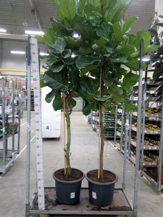 <h4>Ficus lyrata</h4>