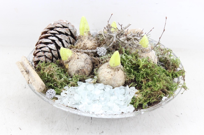 <h4>arr4 Hyacint MB - Glas schaal L 402/2</h4>