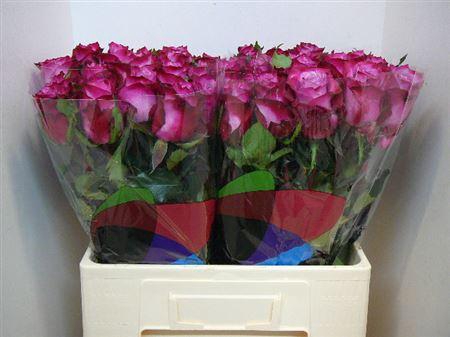 <h4>R Gr Deep Purple</h4>