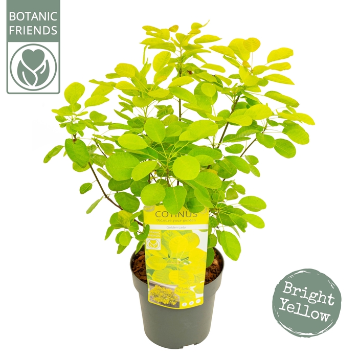 <h4>Cotinus cog. 'Golden Lady' ®</h4>