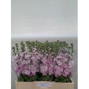 MATTH MATHILDA PINK