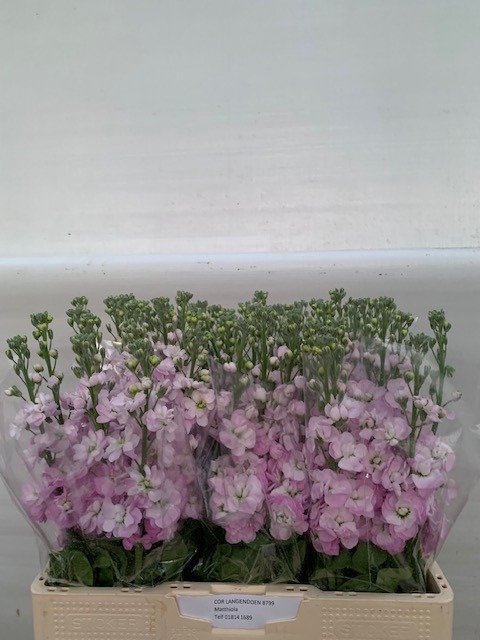 <h4>MATTH MATHILDA PINK</h4>