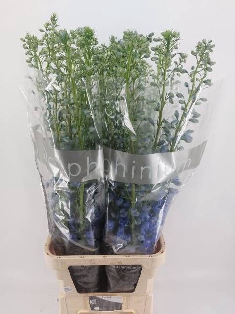 <h4>DELPH DU TRIT D BLUE</h4>