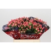 Hypericum Sweet Romance
