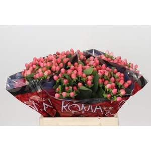 Hypericum Sweet Romance