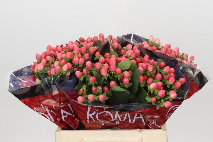 <h4>Hypericum Sweet Romance</h4>