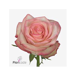 Rosa large paloma