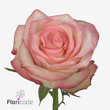<h4>Rosa large paloma</h4>