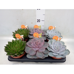 Echeveria   ...mix