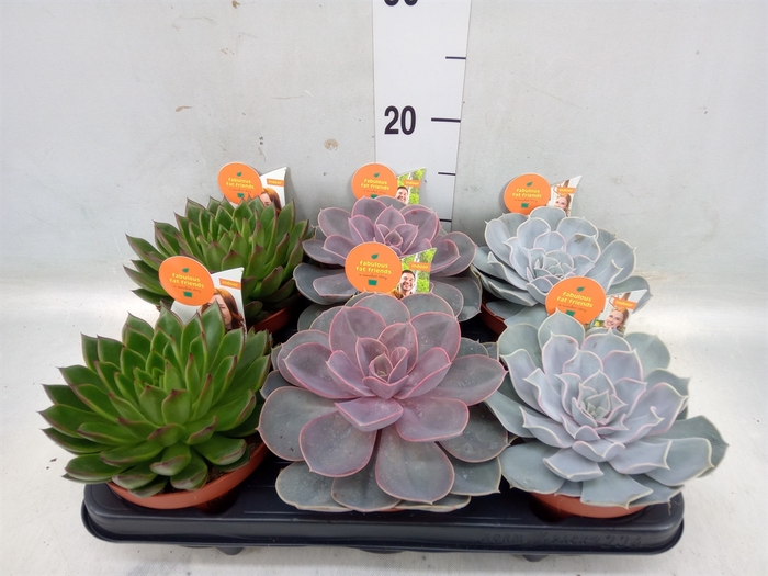 <h4>Echeveria   ...mix</h4>