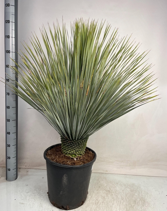 <h4>YUC ROSTRATA</h4>