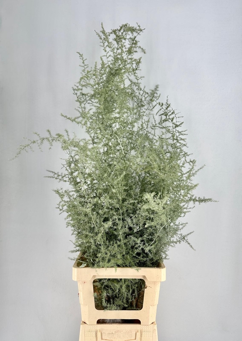 <h4>Asparagus Wild Painted Luxury Green</h4>