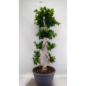 Ficus microcarpa 'Ginseng'