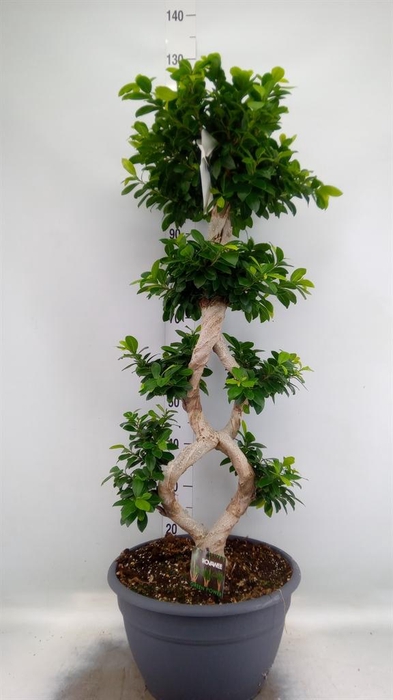 <h4>Ficus microcarpa 'Ginseng'</h4>