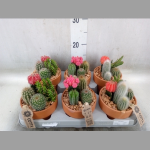 Arr.  Cactus L%