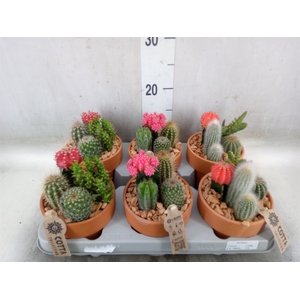 Arr.  Cactus L%
