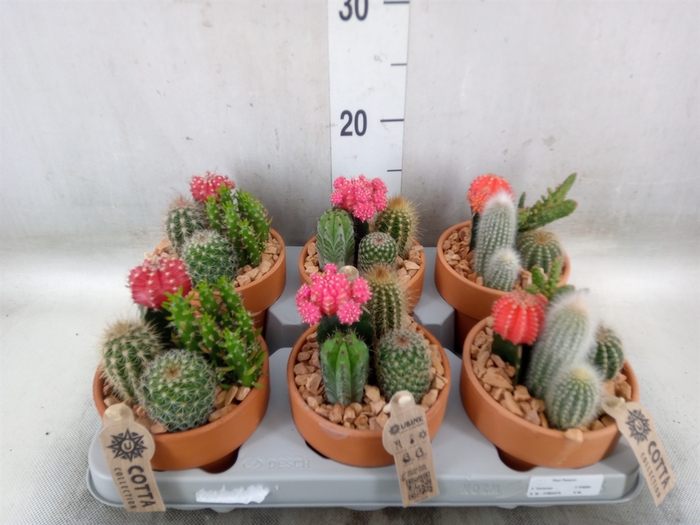 <h4>Arr.  Cactus L%</h4>