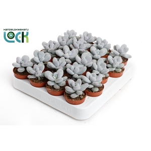 Pachyphytum oviferum