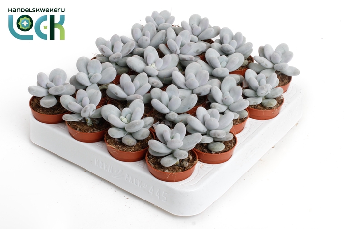 <h4>Pachyphytum oviferum</h4>