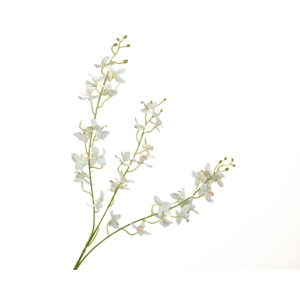 Dendrobium Orchid White
