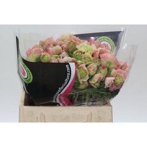 Anemone Levante Pink