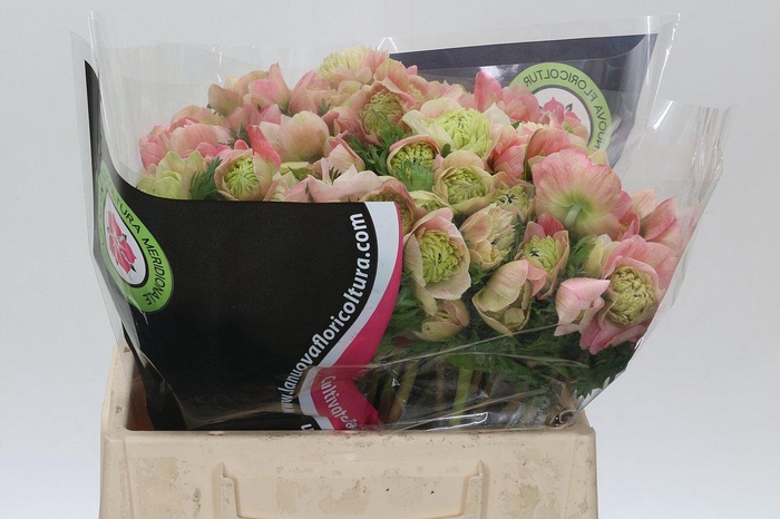 <h4>Anemone Levante Pink</h4>