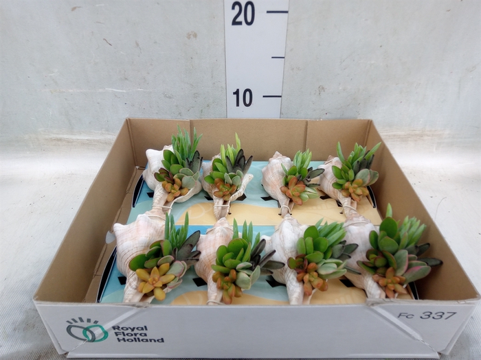 <h4>Planten  ..in schelp L%</h4>