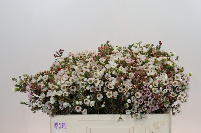 Chamelaucium Moonlight Delight