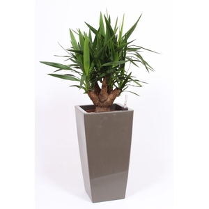 Yucca elephantipes in Piza pot 