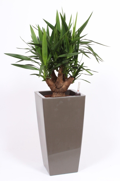 <h4>Yucce elephantipes in Piza pot "taupe"</h4>