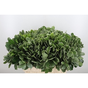 Pittosporum Ilan