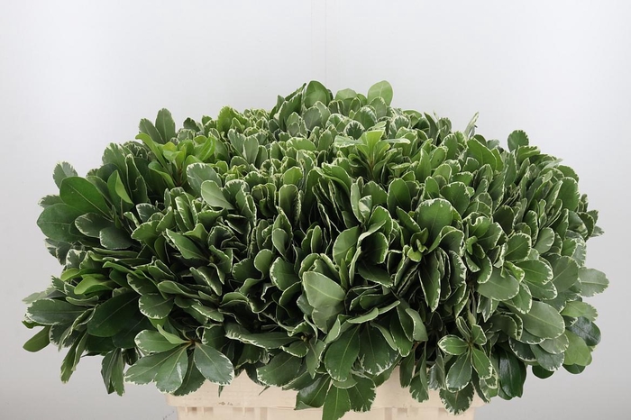 <h4>Pittosporum Ilan</h4>