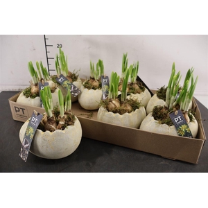 * Arr Ptnp4473 Keramiek Ei & Narcis Tete A Tete